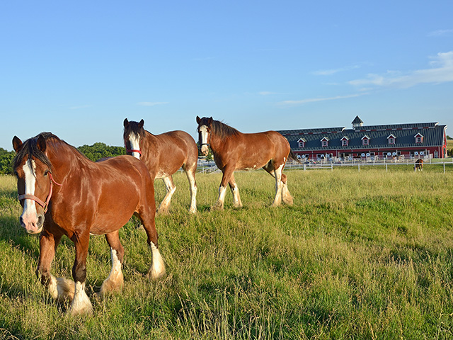 Clydesdales enjoy their "heavenly home" at Warm Springs Ranch, in Boonville, Missouri. (Progressive Farmer image by Jim Patrico)